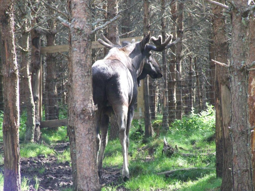 Skalleruds Gard Åsensbruk Esterno foto